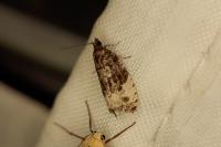 Hedya pruniana