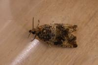 Celypha cespitana