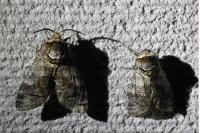 Cossus cossus