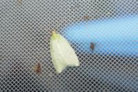 Tortrix viridana