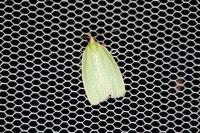 Tortrix viridana