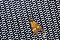 Nemophora degeerella