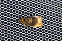 Hedya ochroleucana