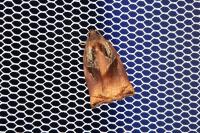 Archips podana