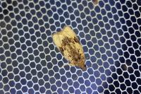 Apotomis lineana