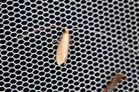 Nematopogon