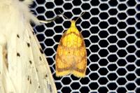 Acleris bergmanniana