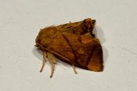 Apoda limacodes
