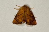Apoda limacodes