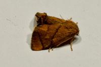 Apoda limacodes