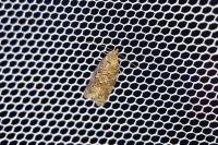 Cnephasia