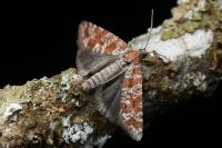 Rhyacionia
