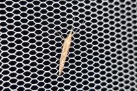 Plutella xylostella