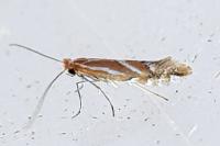 Phyllonorycter