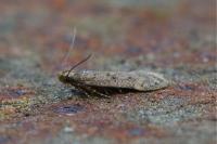 Bryotropha terrella