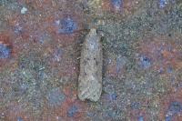 Bryotropha terrella