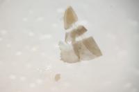 Elachista argentella