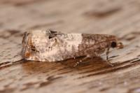 Notocelia roborana