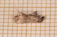 Endothenia oblongana
