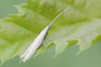 Coleophora