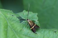 Nemophora degeerella