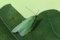 Tortrix viridana