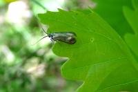 Adela reaumurella