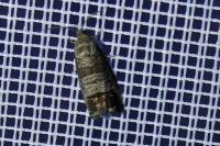 Cydia pomonella