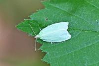 Tortrix viridana