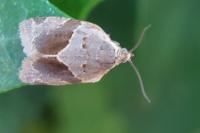 Clepsis dumicolana