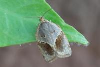 Clepsis dumicolana