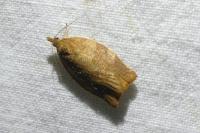 Pandemis heparana