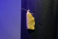 Pandemis cerasana