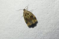 Archips crataegana