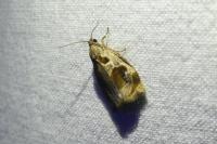 Archips crataegana