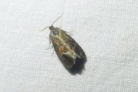Ptycholoma lecheana