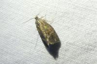 Ptycholoma lecheana