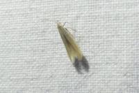 Coleophora