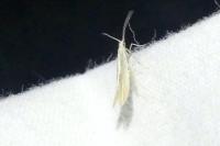 Coleophora