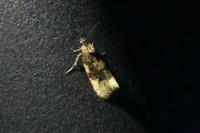 Hedya ochroleucana
