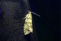 Celypha rivulana