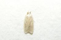 Agonopterix