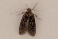 Hofmannophila pseudospretella