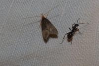 Eurodachtha pallicornella