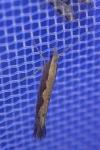 Plutella xylostella