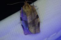 Choristoneura hebenstreitella