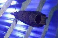 Notocelia uddmanniana