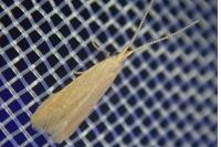 Coleophora