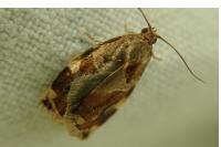Archips xylosteana