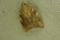 Aleimma loeflingiana